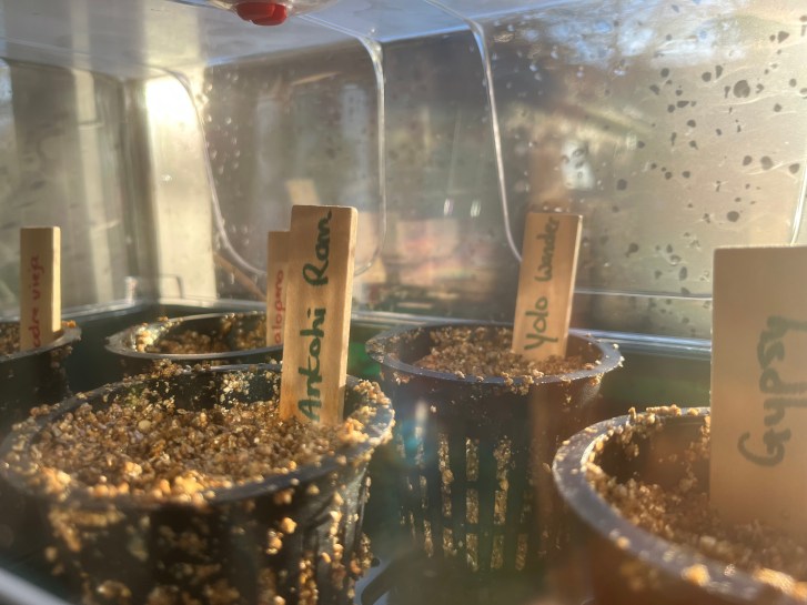 Propagator met peper en paprikazaden