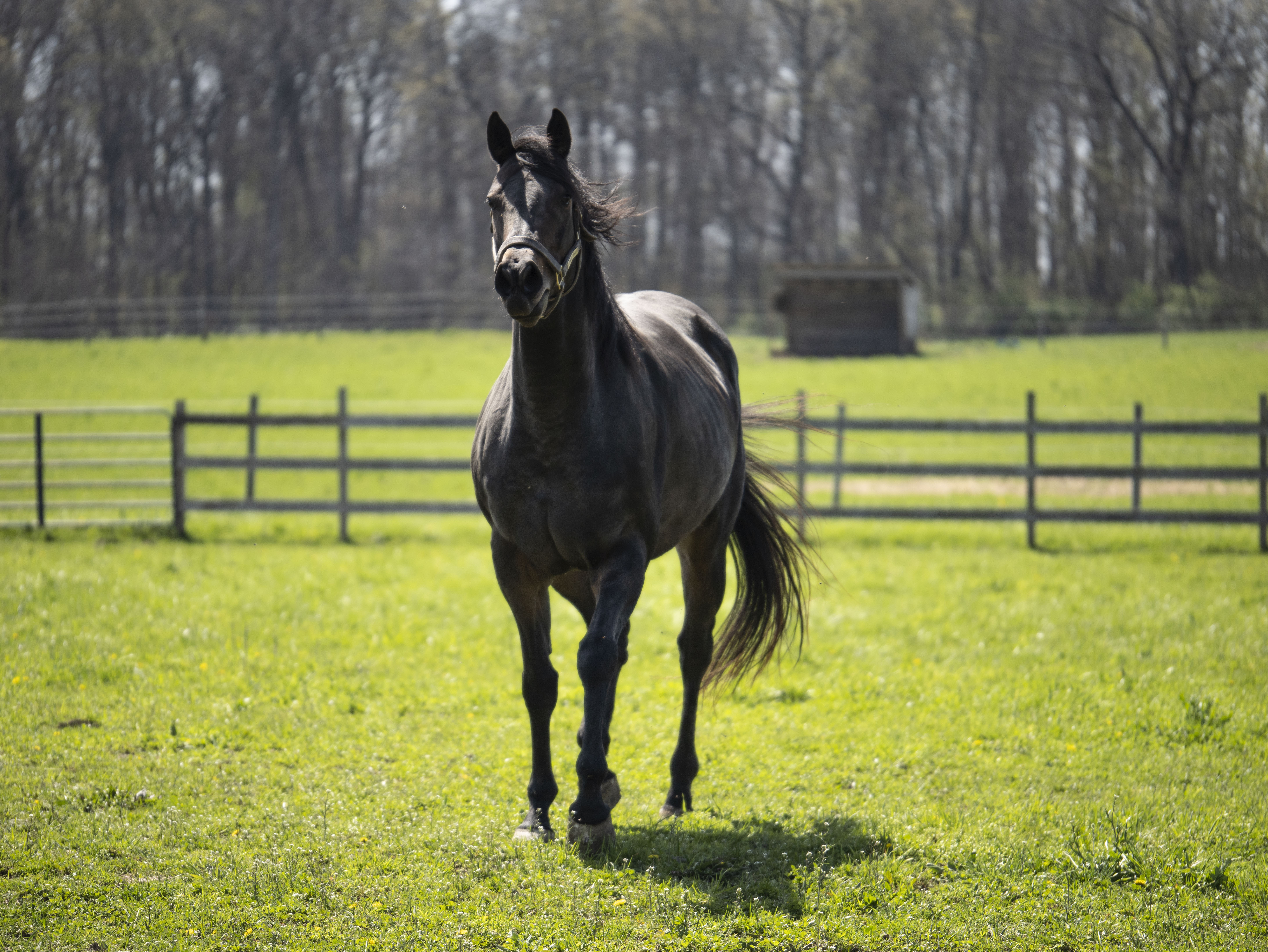 まるポン 様 ＊thoroughbred、rosy、followingday History of the Thoroughbred: The Three Foundation Stallions (Part