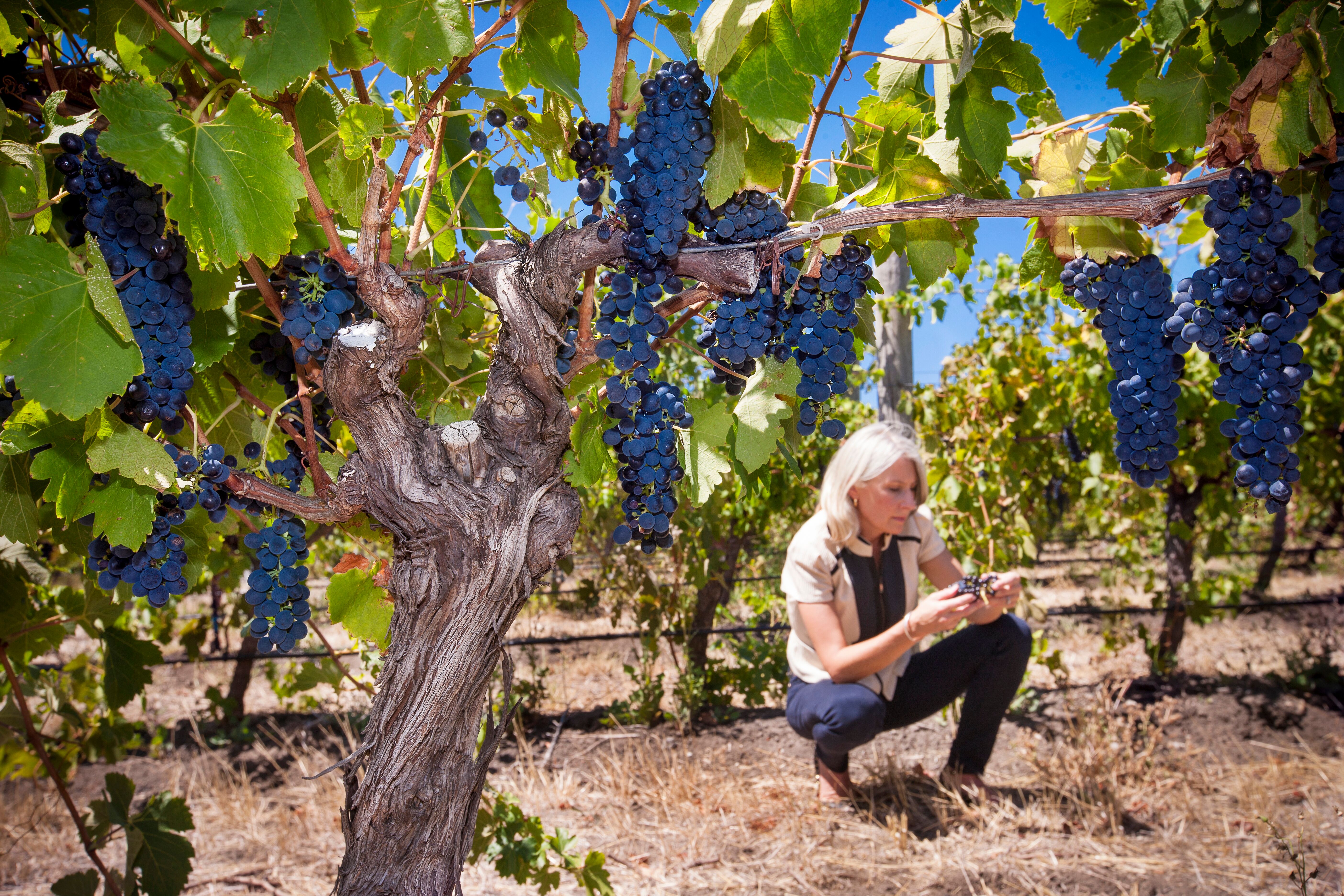 South Australian women in wine pushing boundaries in a male-dominated industry