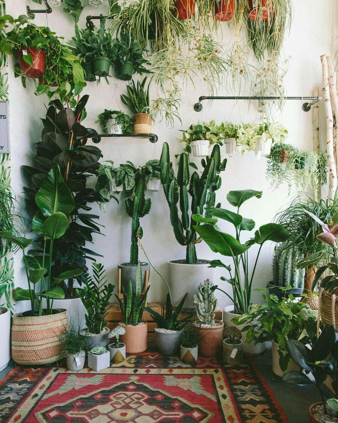 Ditch the bouquet: why you should give mum an indoor plant this Mother’s Day instead