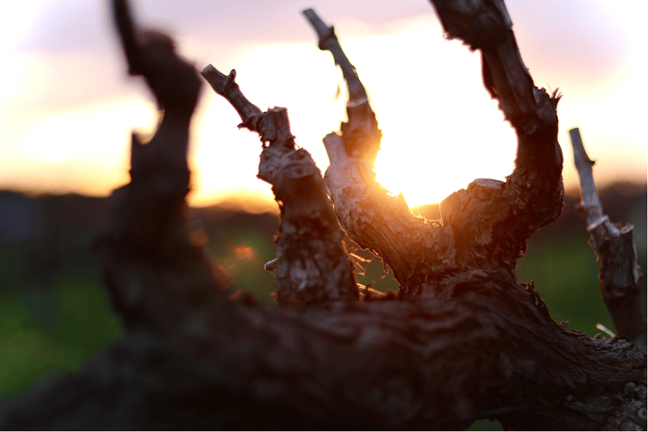 A day in the Barossa to (actually) remember