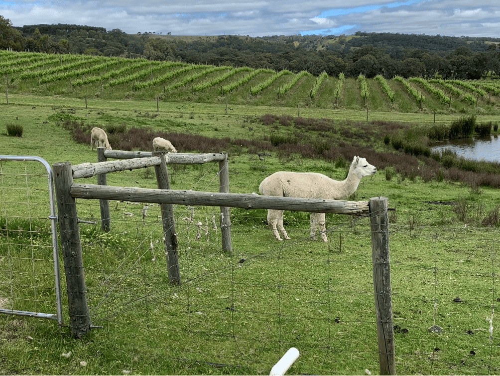 One glass at a time: Deciphering perspectives on McLaren Vale’s organic wine