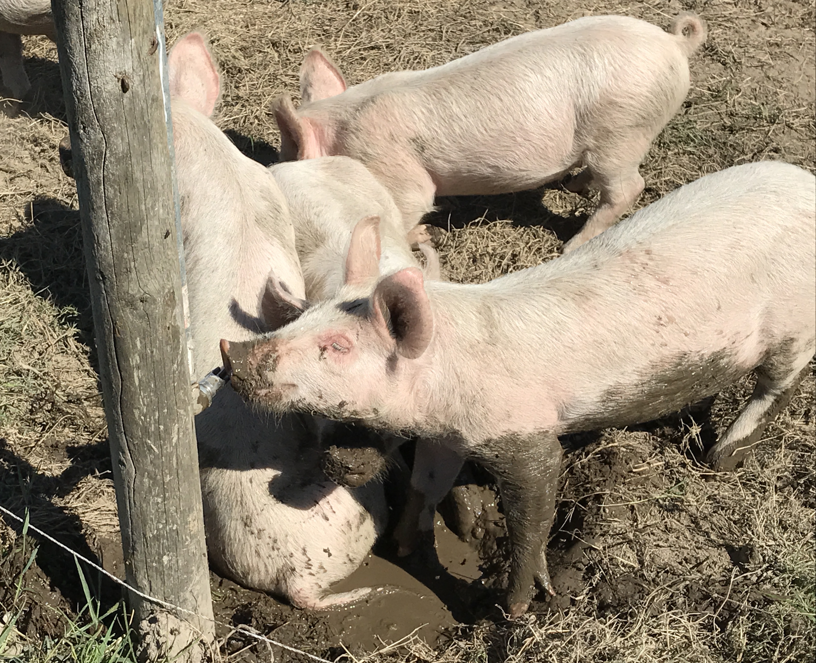 Pigs at the farmers market