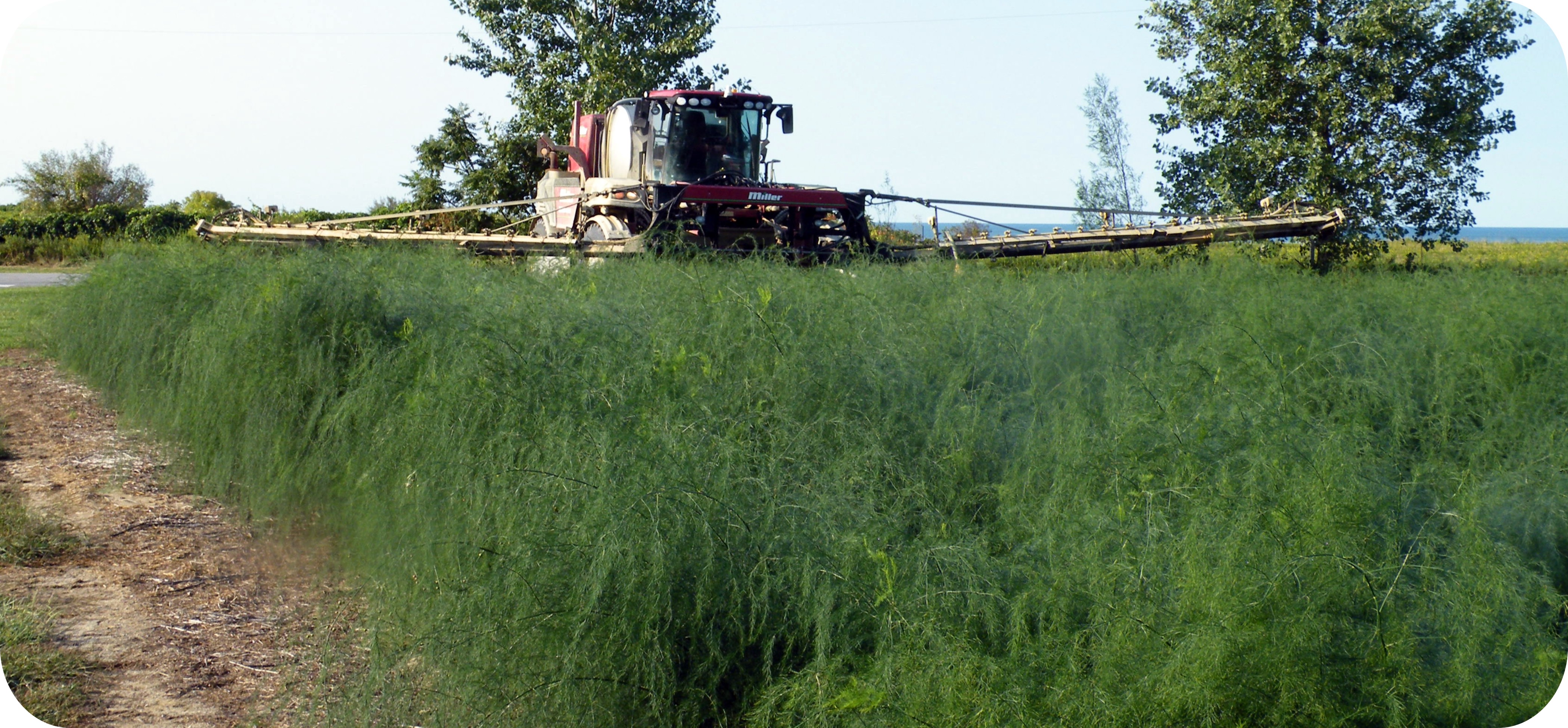 The Time is Now to Apply PreEmergent Herbicides in Asparagus