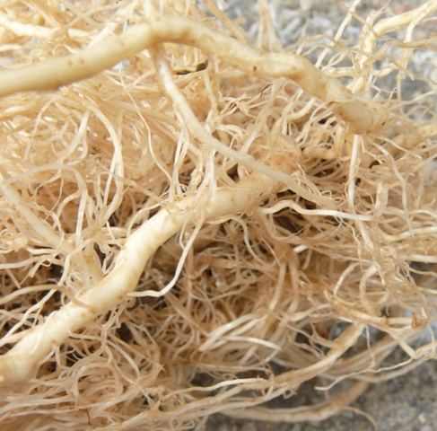 Healthy tomato roots