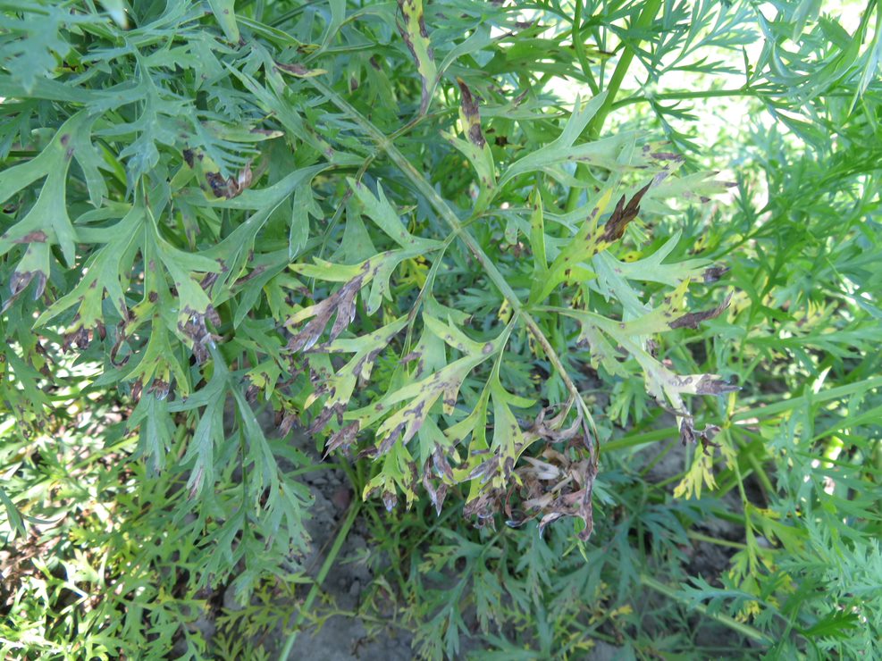 Figure 2. Cercospora Leaf Blight in Carrot