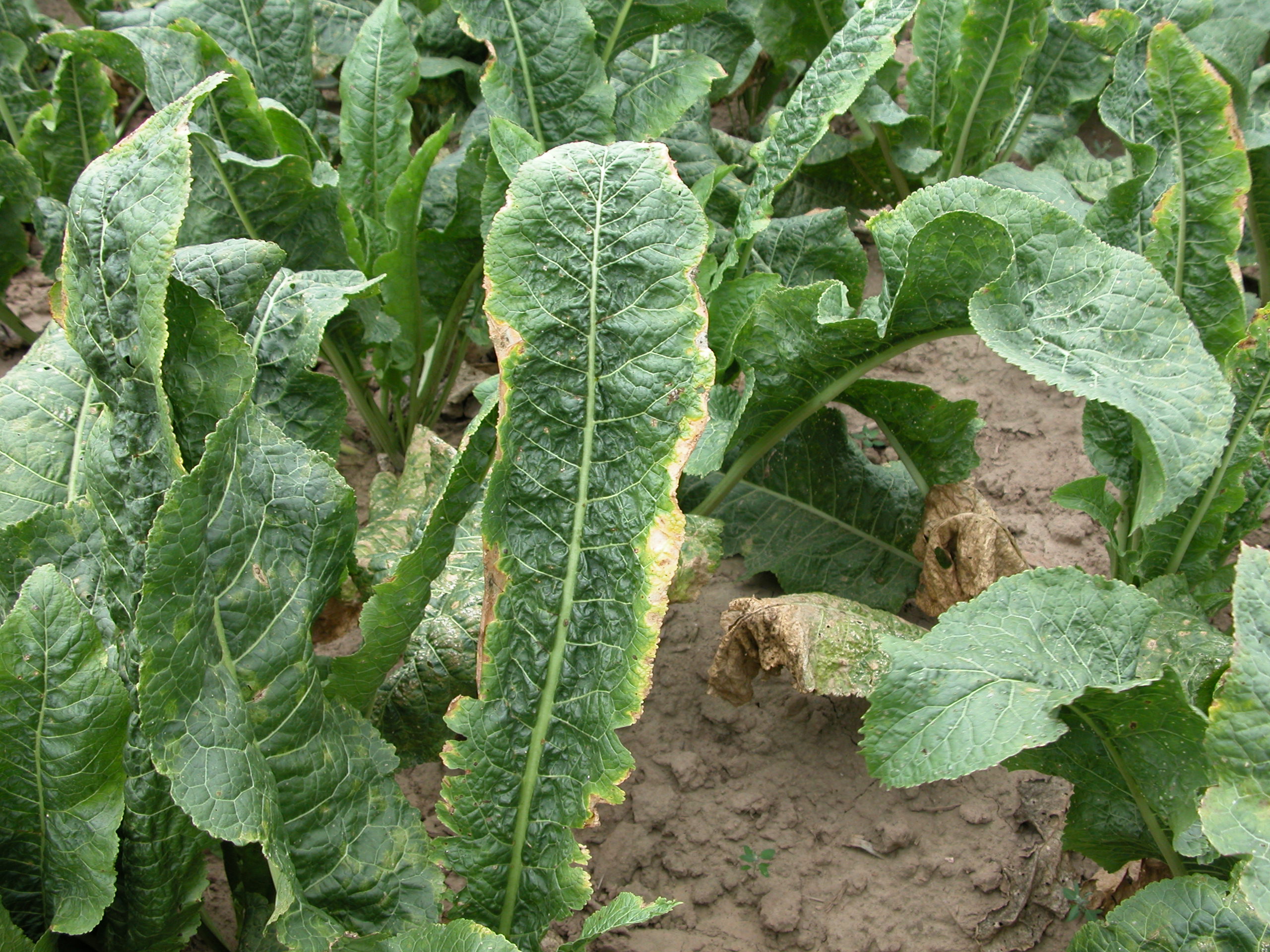 Potential Herbicide Injury