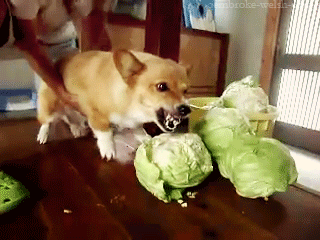 funny dog cute dog gif