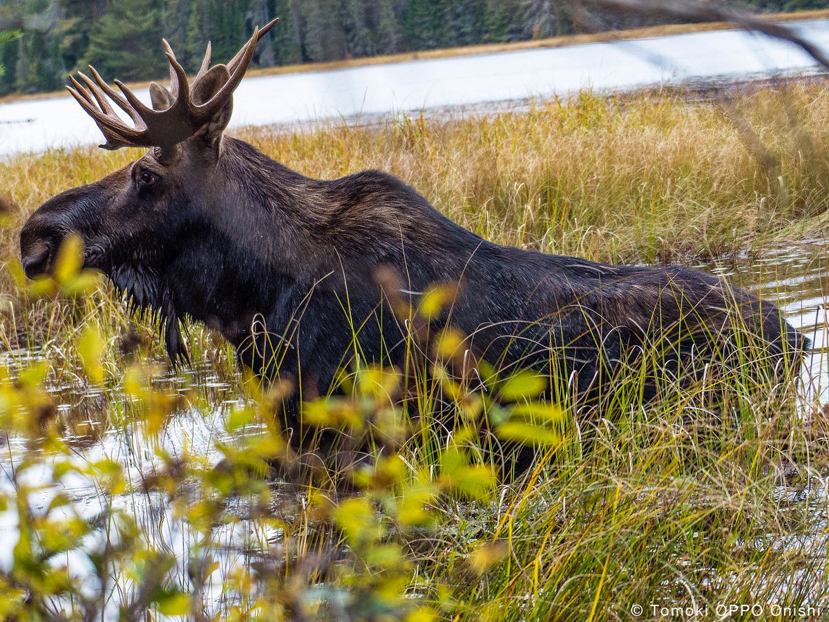 カナダ ヘラジカムース 銀貨 2012年 1オンス キズミルクスポット