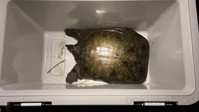 千葉県でスッポンを釣る 10月初旬の挑戦 オオクワガタと釣り 色々
