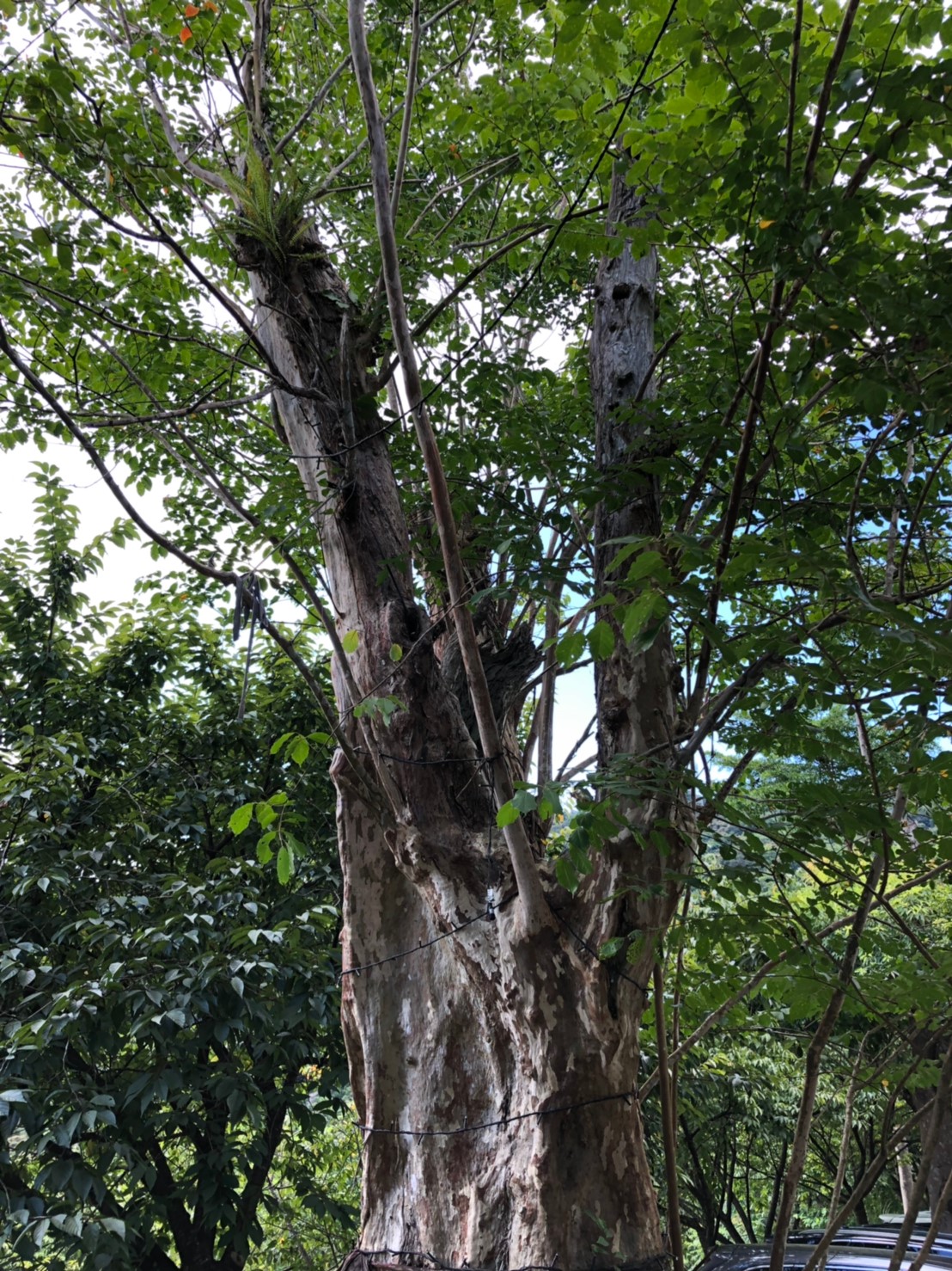 201984_190810_0003