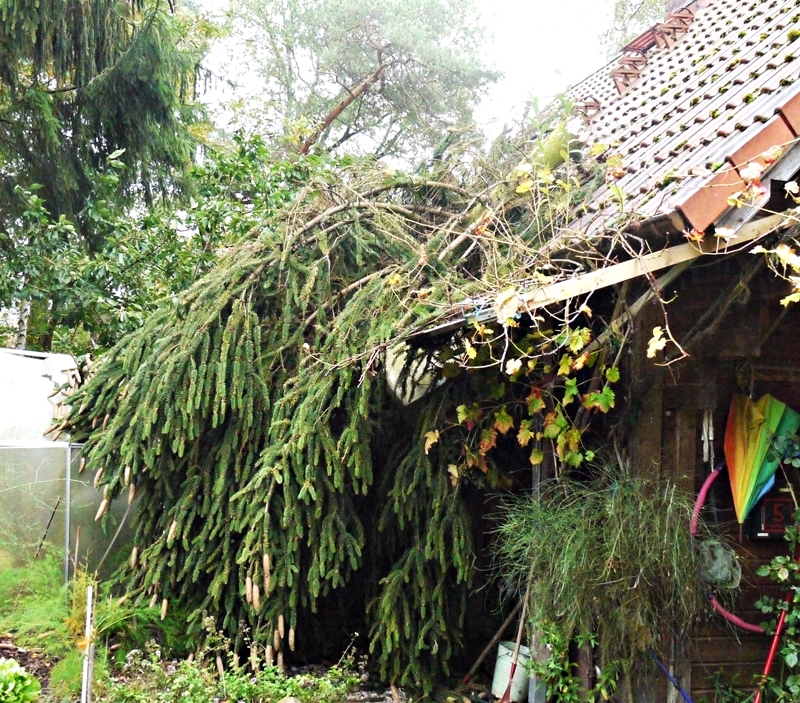 Sturmschaden Hierauf Mussen Sie Bei Der Versicherung Achten Welt