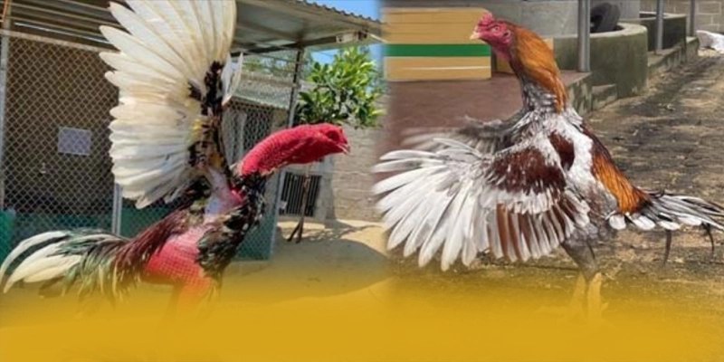 
Khám phá KKWIN - Trang game được đánh giá cao được quan tâm
