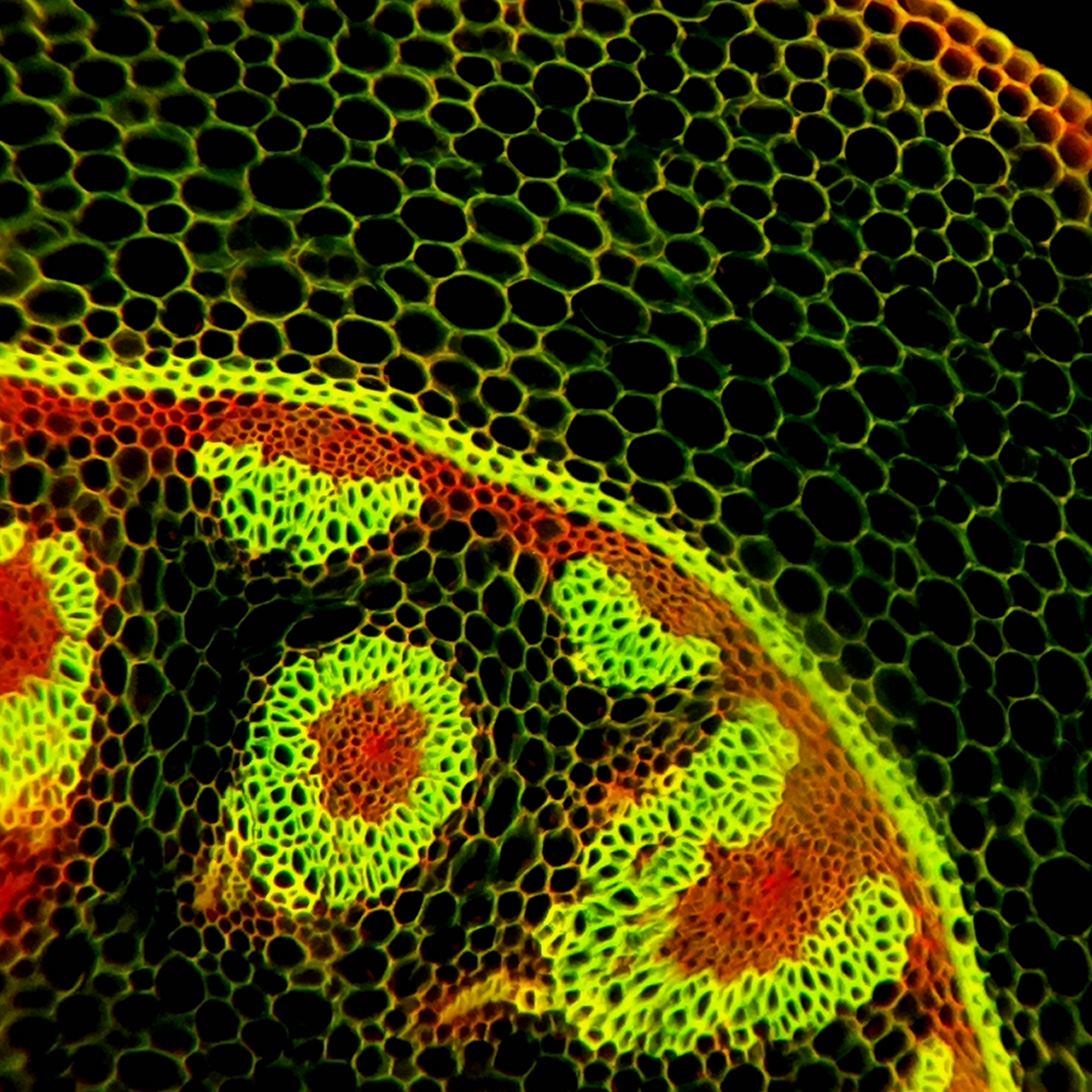 FlyPi: Fluorescence test-slide