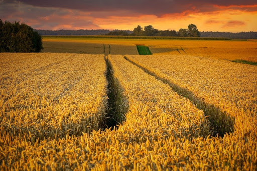 Imagen de un campo de otoño al atardecer.