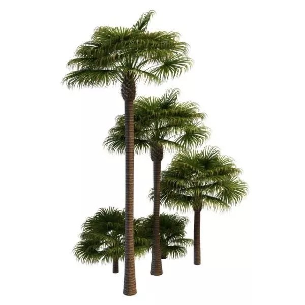 Chinese Windmill Palm Compact Crown With Large Stiff Fan Like Green Foliage Youtube