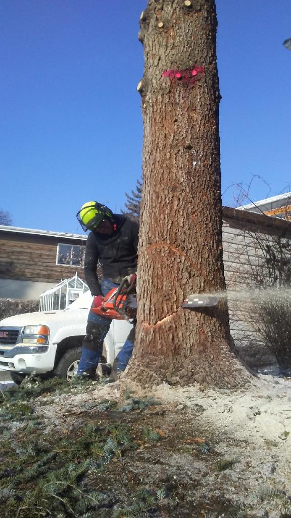 Our Work Open Canopy Tree Co - Mountain Arts - Ultra HD Desktop Collection