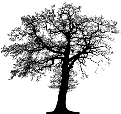 Download transparent tree top view png for free on pngkey.com. Slightly Above Average Tree Silhouette Openclipart