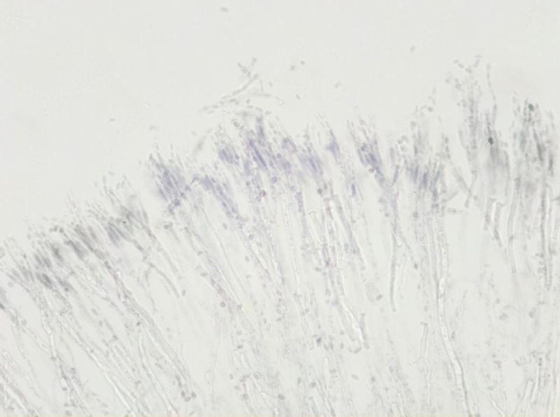 Openflexure Gitlab - Premium Nature Photo - 8K