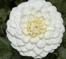 IMG_9518 IMG_9518