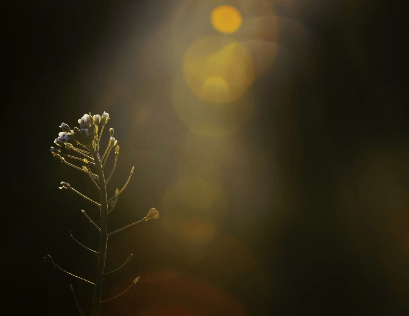 INCUBATE