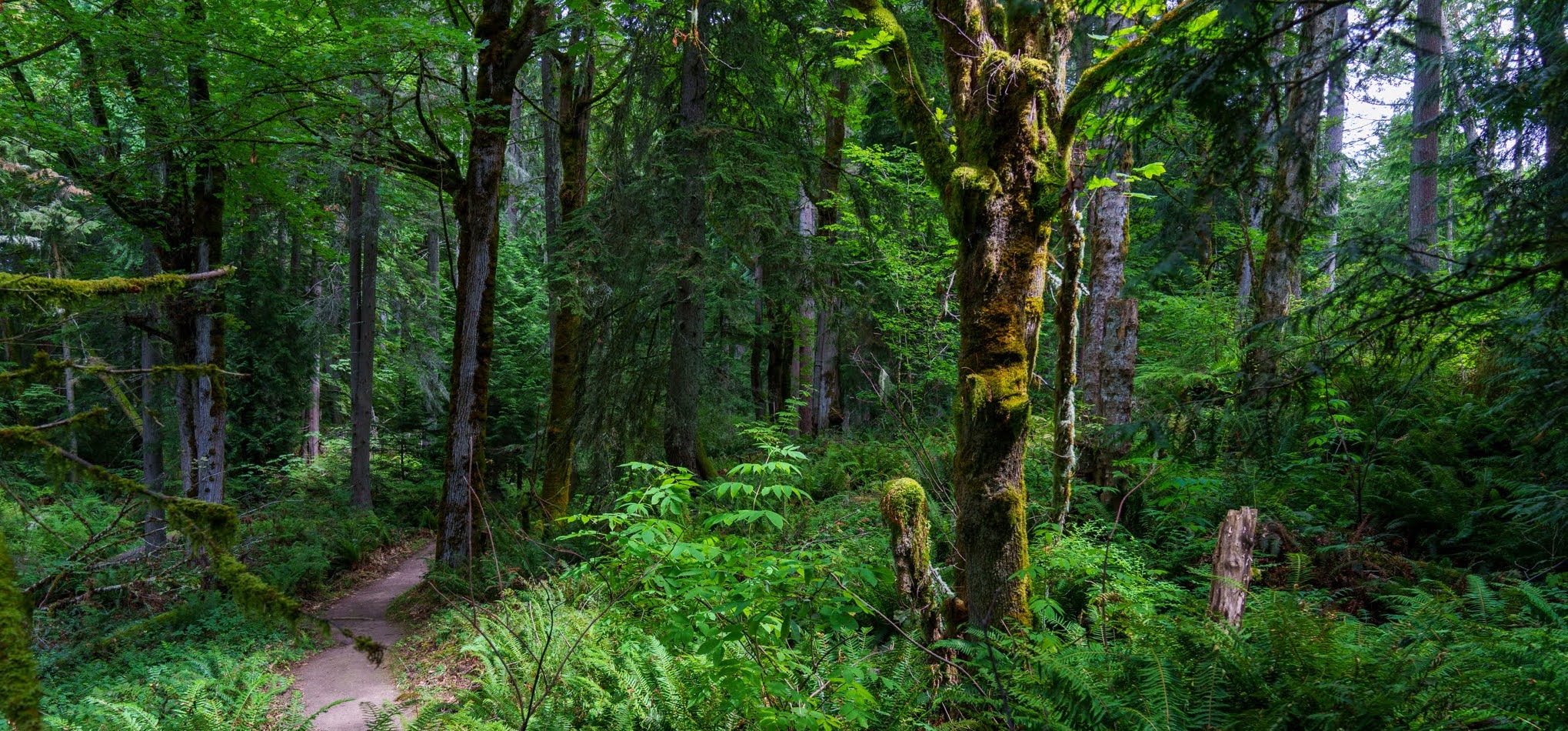 Announcing Rooted Path Therapy