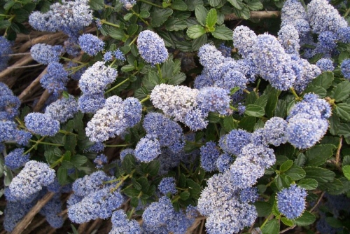 Blueblossom Arroyo de la Cruz