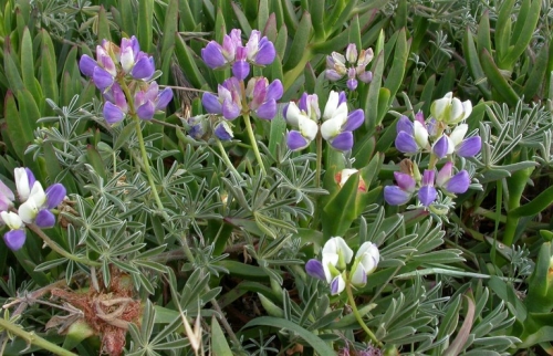 Manycolored Lupine