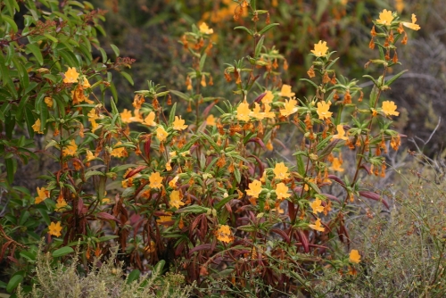 Monkeyflower