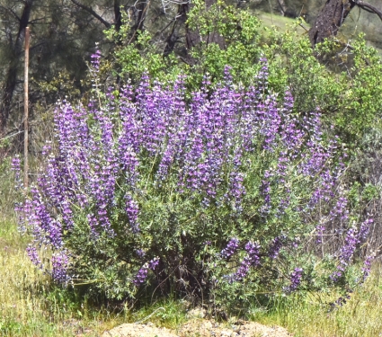 Silver Lupine
