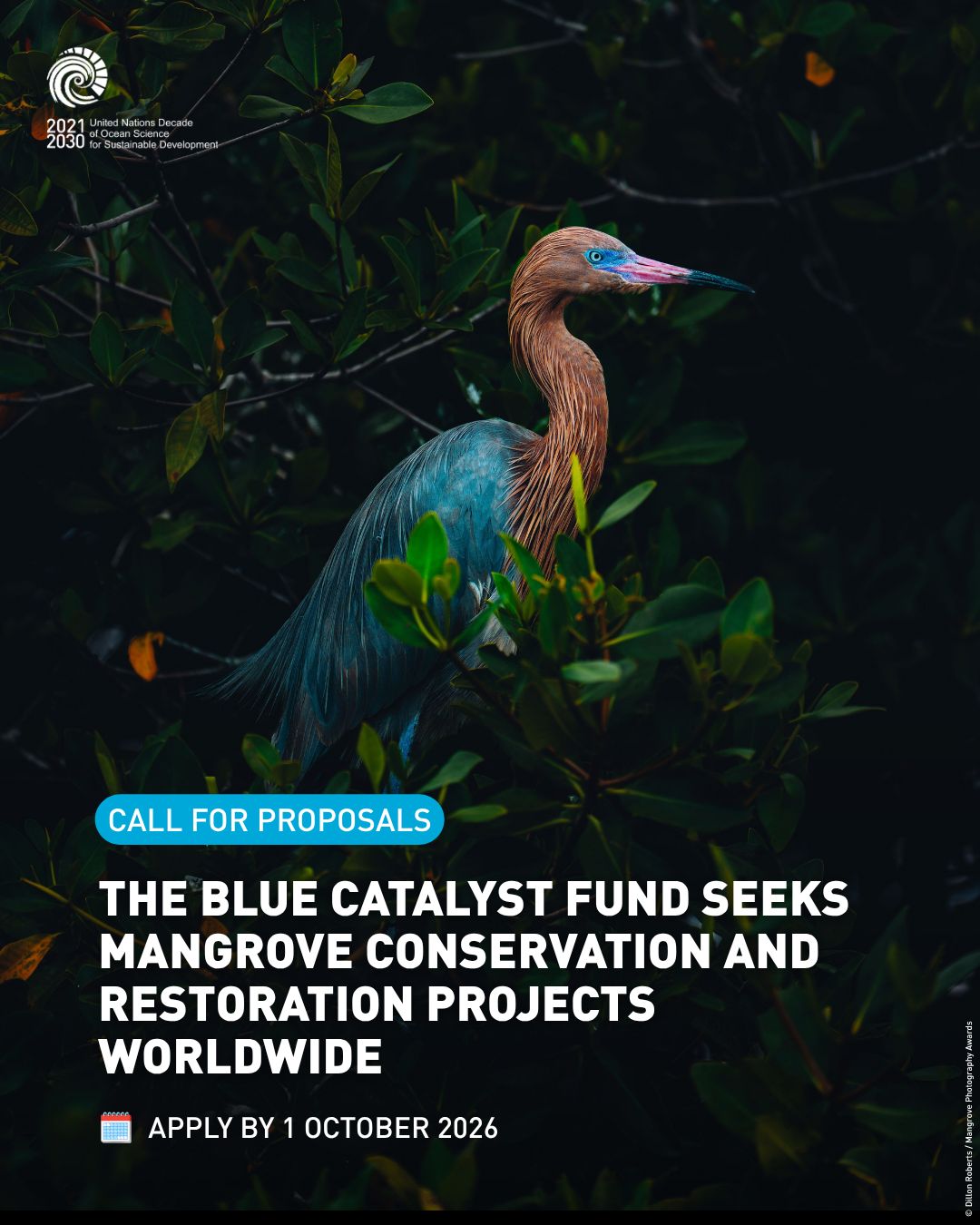 Funding and Technical Support for Mangrove Conservation and Restoration Projects