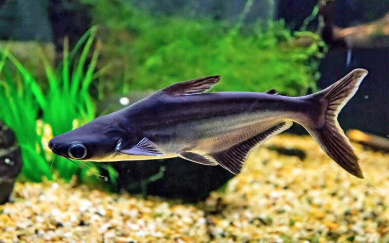 Cultivo de pangasius, truta e carpa registra retração e representa 4,64% da piscicultura nacional