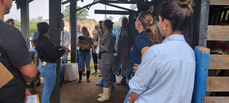 Veterinários participam de treinamento em diagnóstico e controle da brucelose e tuberculose