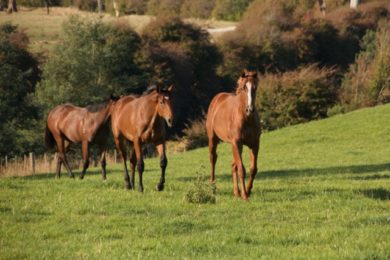 Supplements-An-Holistic-Approach-Optim-Equine