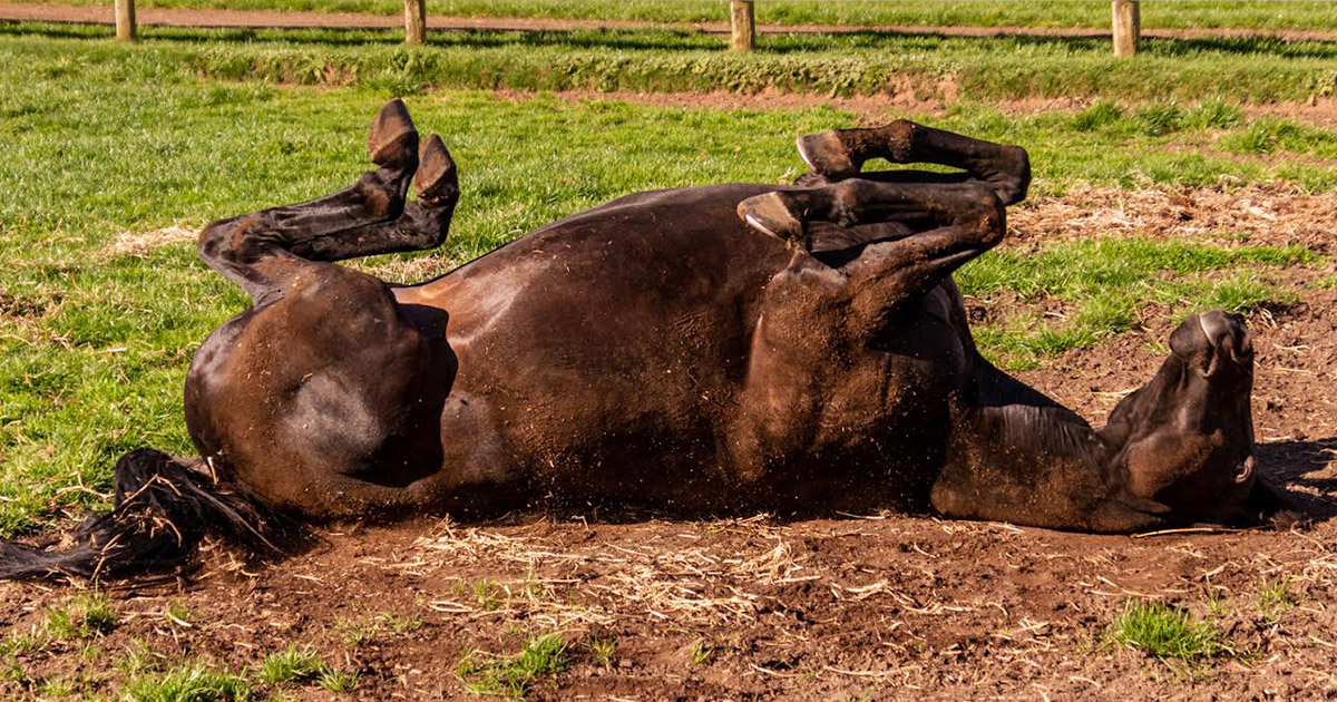 Sweet-Itch...nothing-sweet-about-it-Optim-Equine