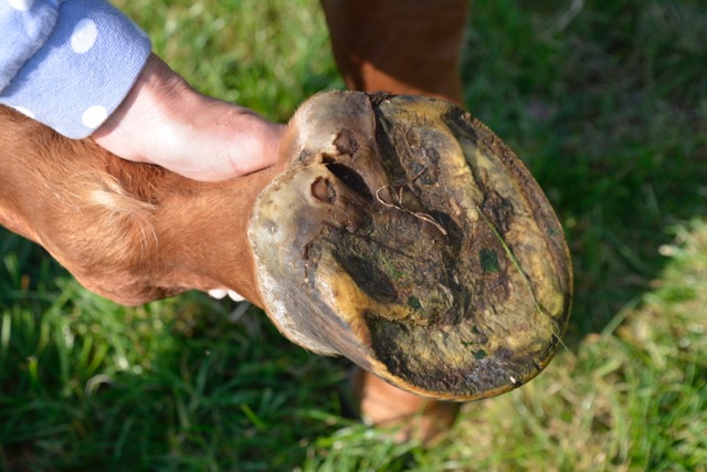 Laminitis