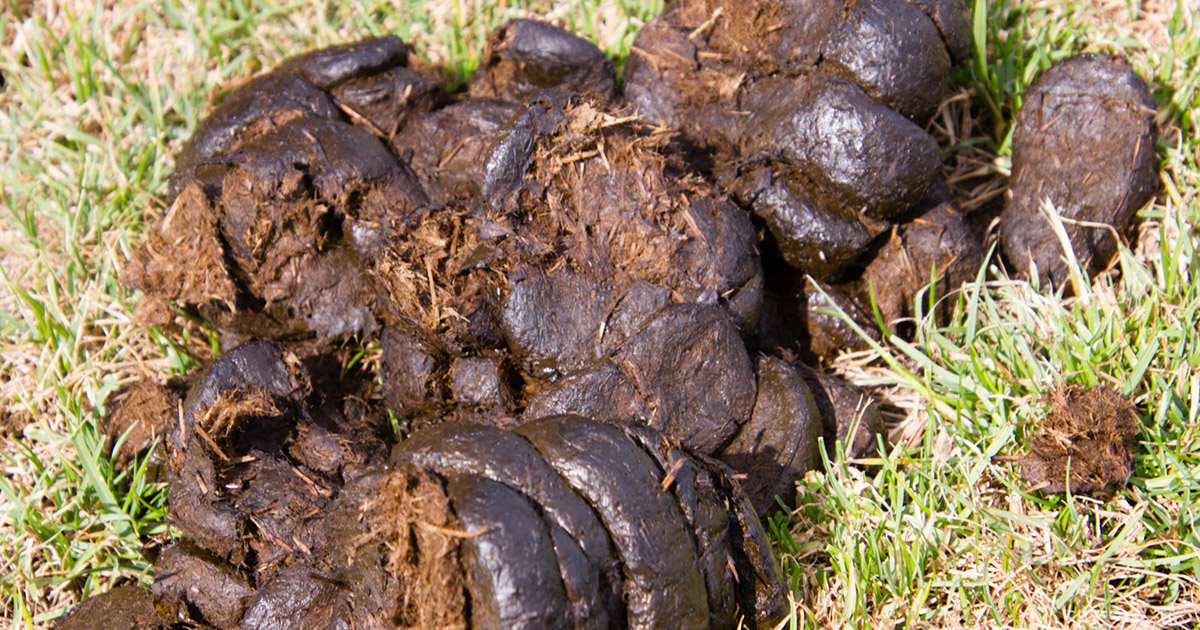 Why is my horse eating manure?