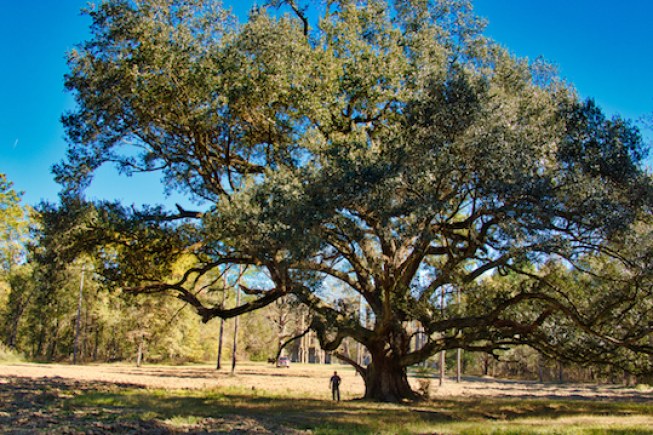 Tree2 copy