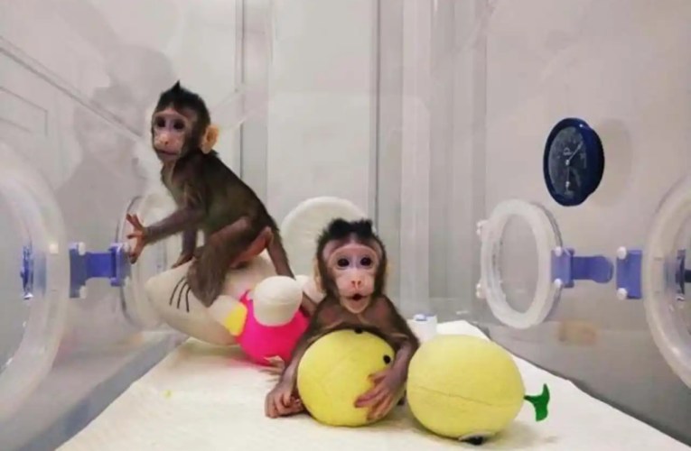 Los primeros primates no humanos clonados por científicos chinos