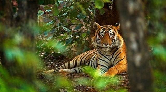 Dapatkan Gambar Macan Tutul Terkeren oleh www.lampunghits.com