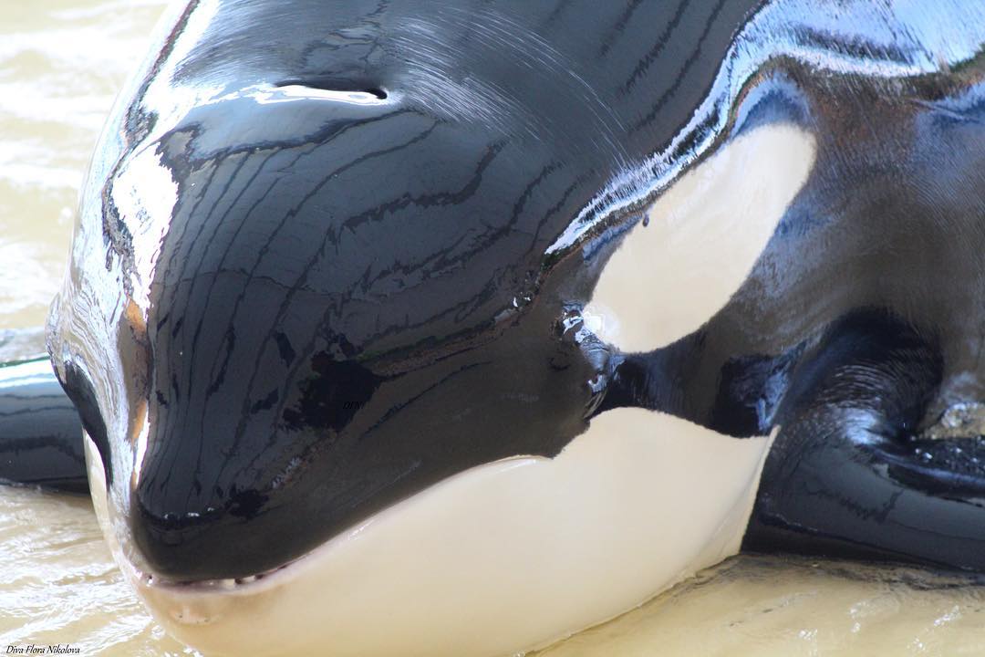 Kohana the orca dies at Loro Parque