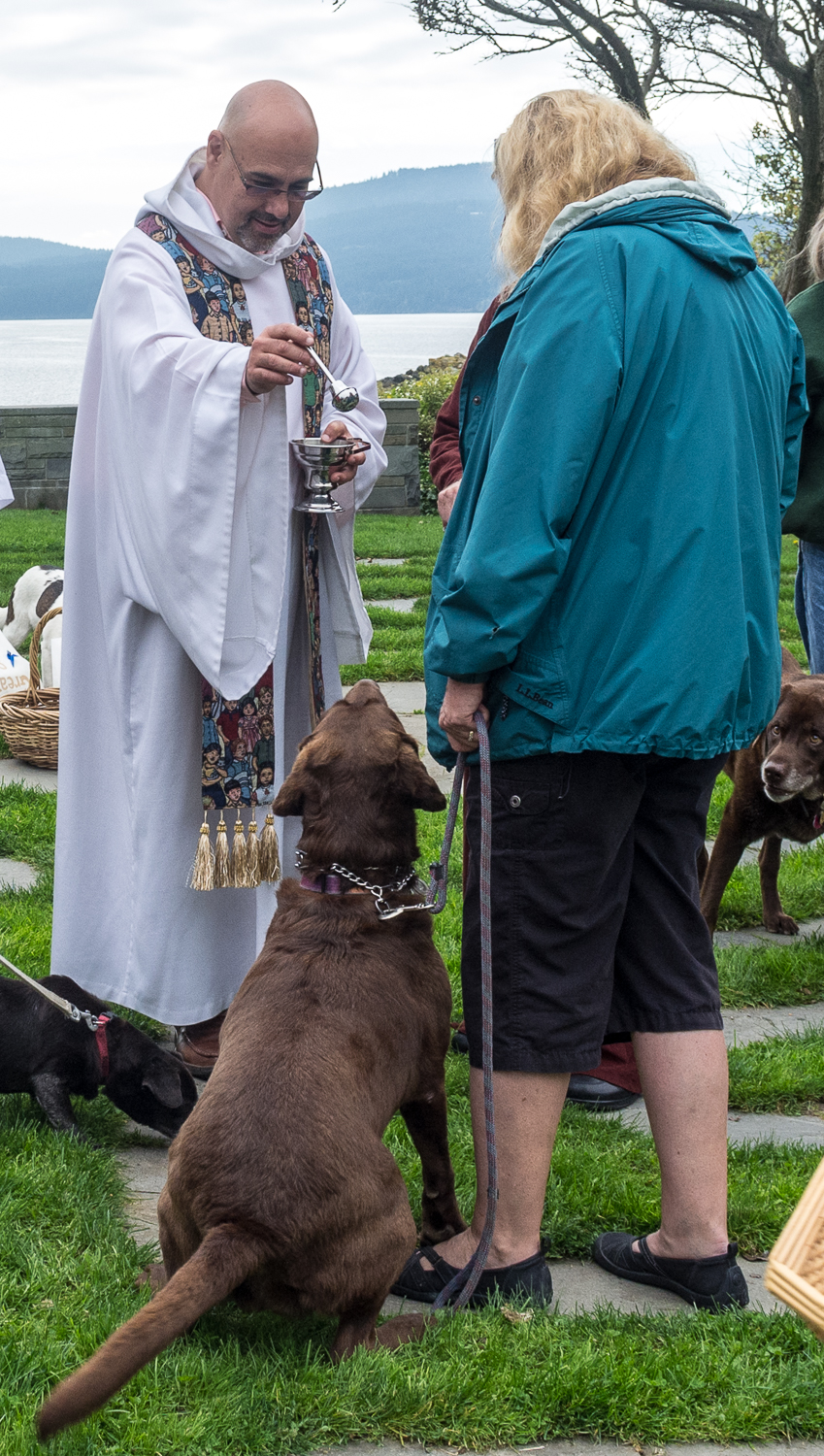 Blessing of the animals on st. francis day