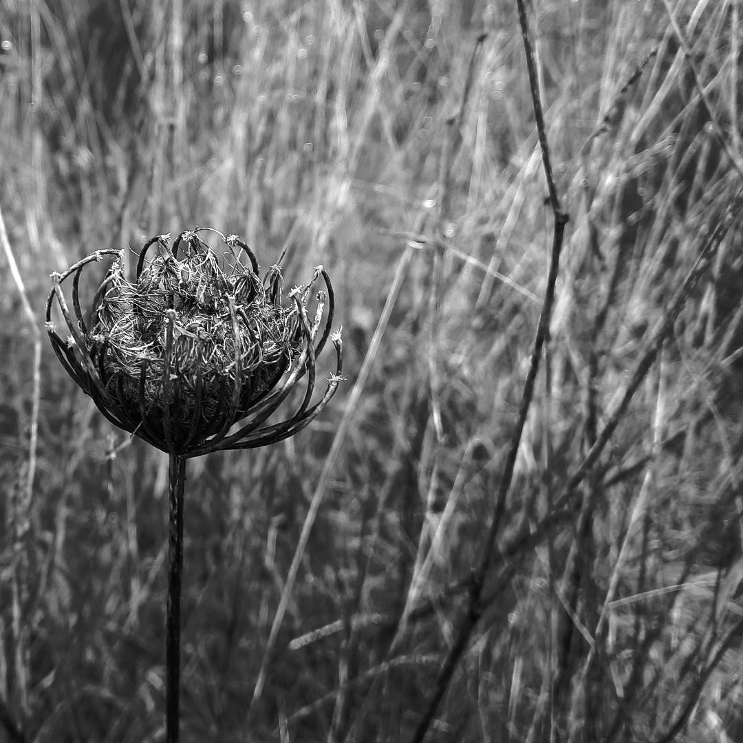 Winter flower