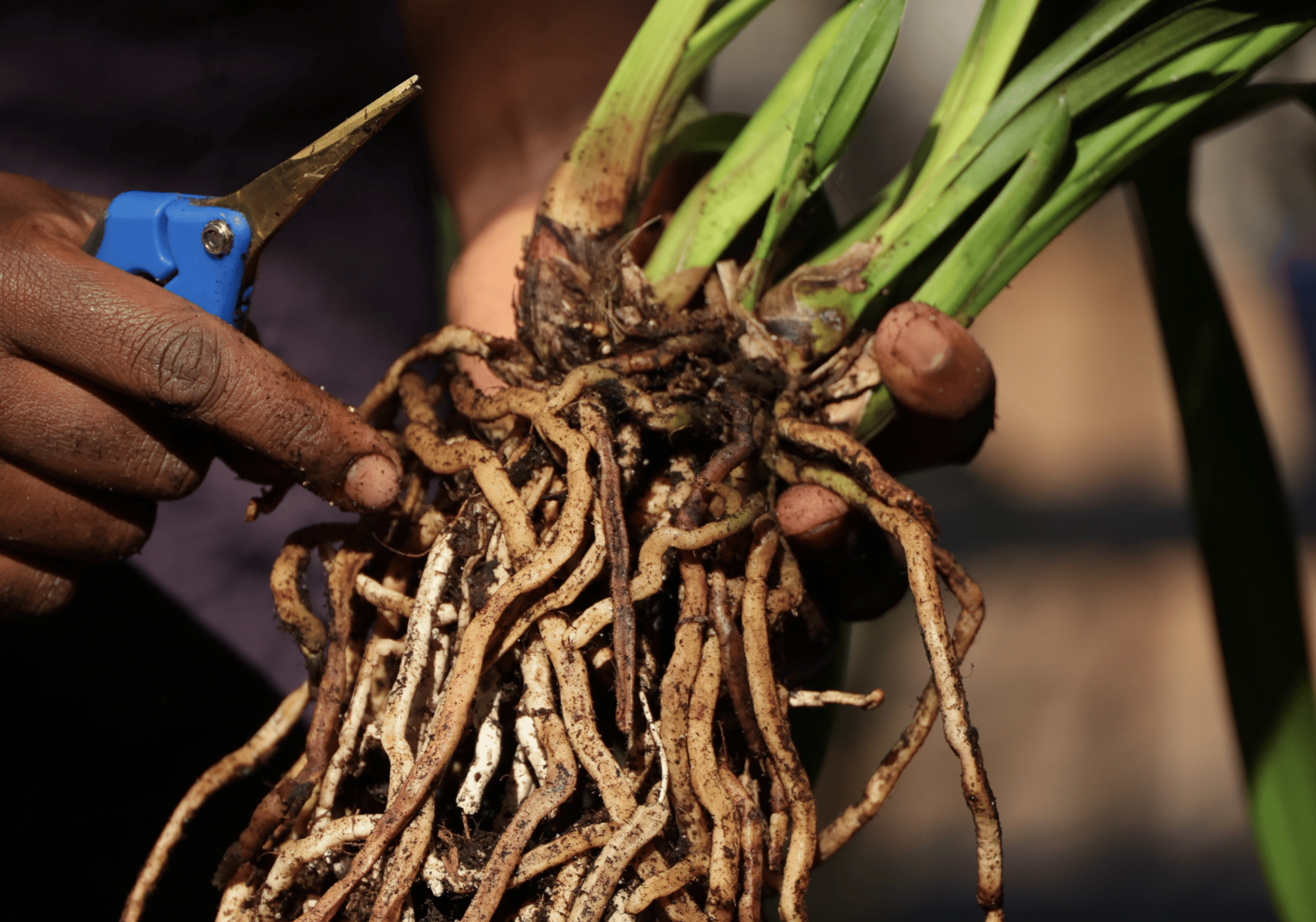 How to Grow an Orchid with Root Rot