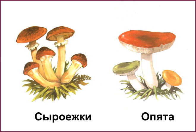 Фото 53: Грибы с саблями нарисовать войну грибов. Детям…