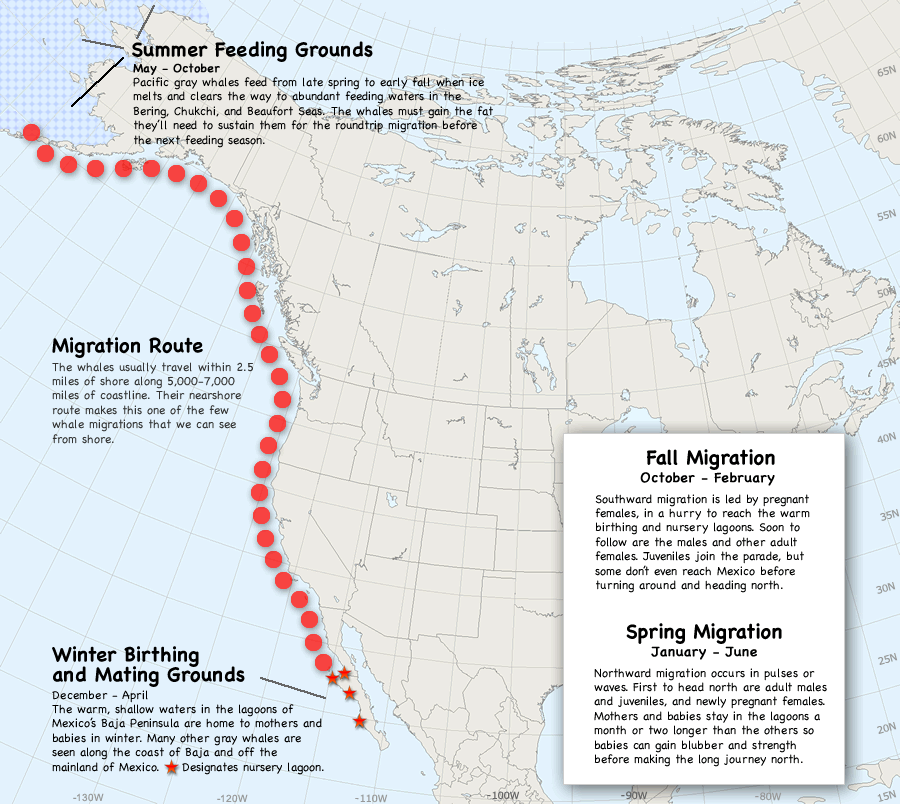 Guide To Whale Watching On The Oregon Coast 2026 Oregon Tails Map Annual Migration Grey Whales 