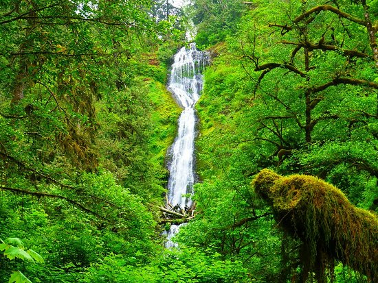 Munson Creek Falls, a 319-foot tiered waterfall in the Oregon Coast Range surrounded by old-growth Sitka spruce and red cedar