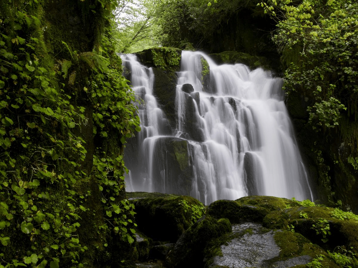 Sweet Creek Falls, a series of cascades along a moss-covered creek-side trail in the Coast Range near Mapleton