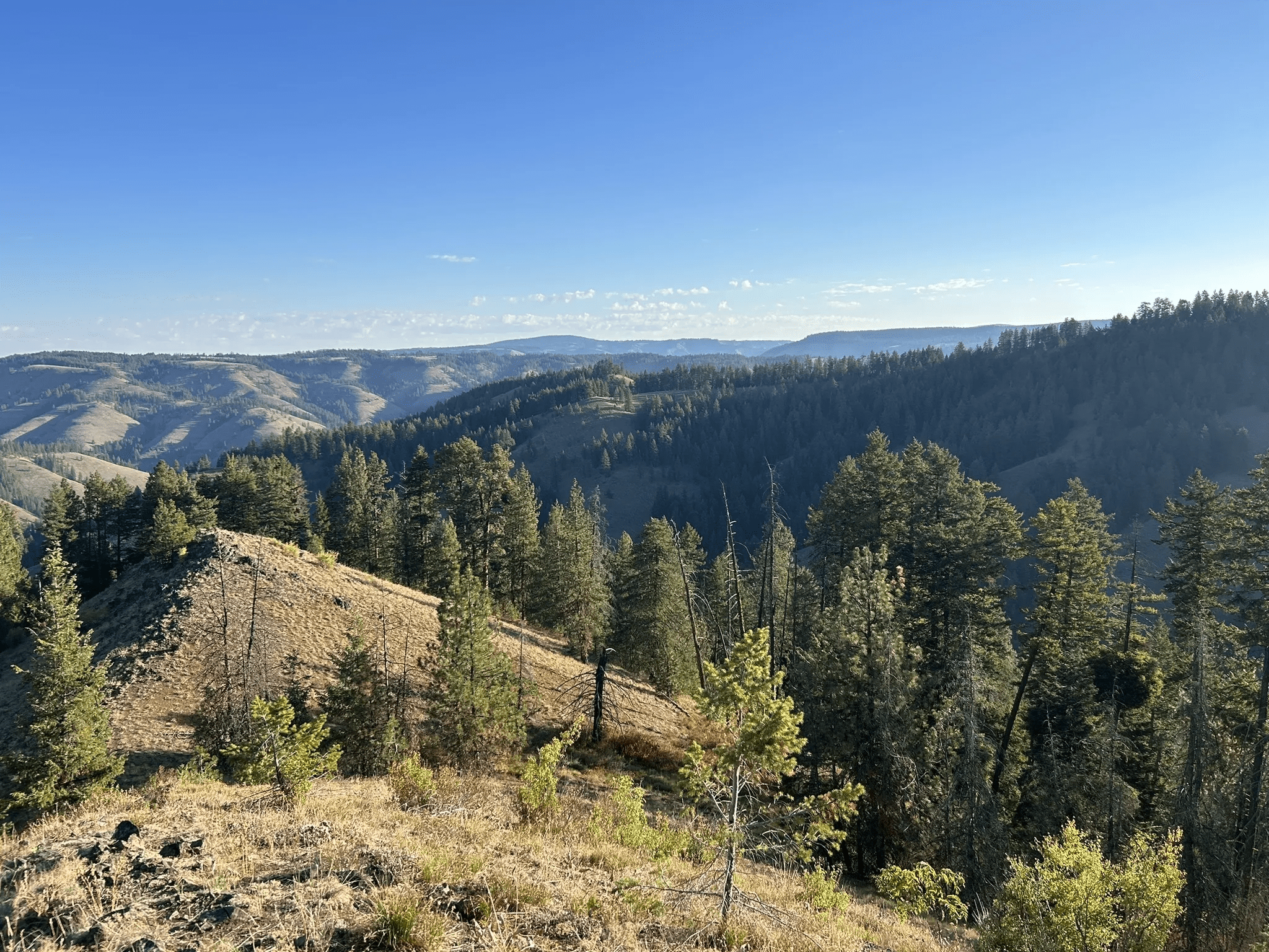 Forest trail on Meacham Divide in the Umatilla National Forest