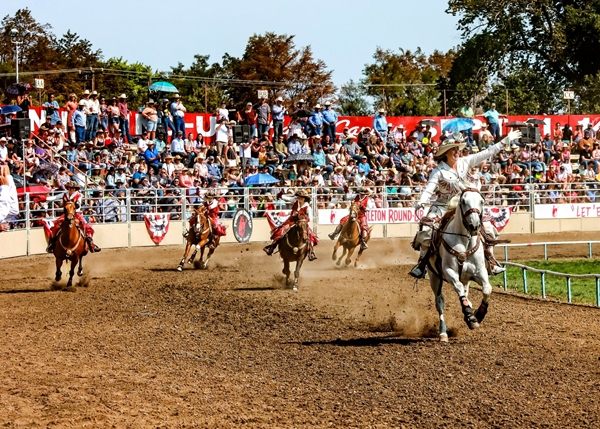 Cowboy competing in bull riding at the Pendleton Round-Up rodeo arena